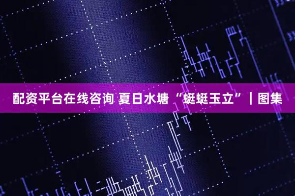 配资平台在线咨询 夏日水塘 “蜓蜓玉立”｜图集